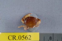 藏品(指梯形蟹)的圖片